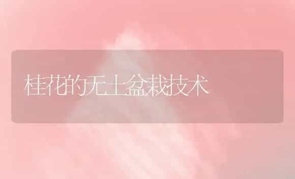 桂花的无土盆栽技术 | 植物科普