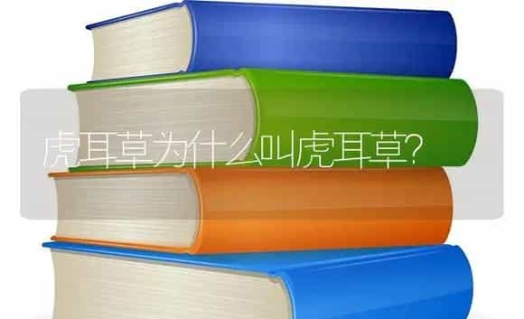 虎耳草为什么叫虎耳草？ | 植物问答