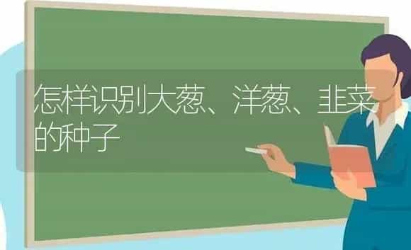 怎样识别大葱、洋葱、韭菜的种子 | 植物科普