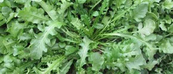 家庭阳台几月能种荠菜 荠菜阳台种植方法