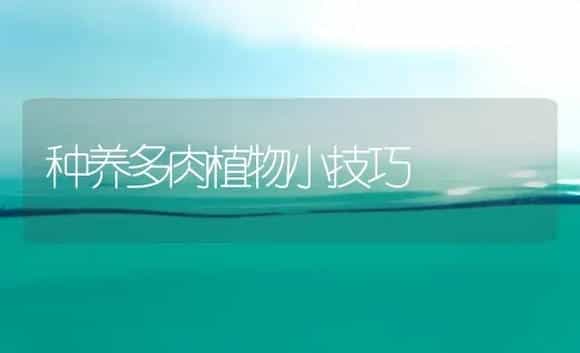 种养多肉植物小技巧 | 植物科普