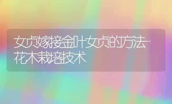 女贞嫁接金叶女贞的方法-花木栽培技术 | 植物科普