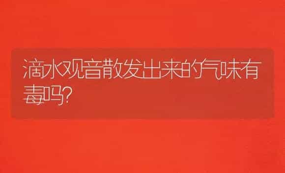 滴水观音散发出来的气味有毒吗？ | 植物问答