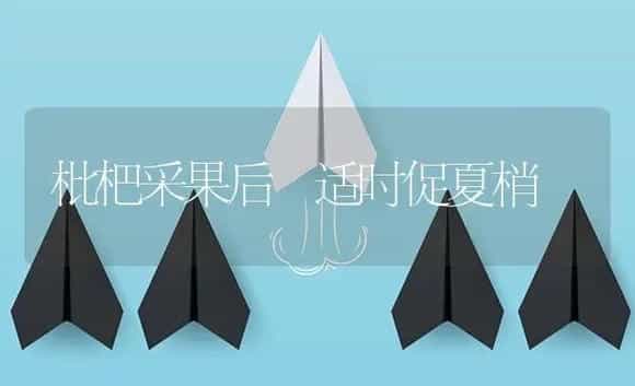 枇杷采果后 适时促夏梢 | 植物资料