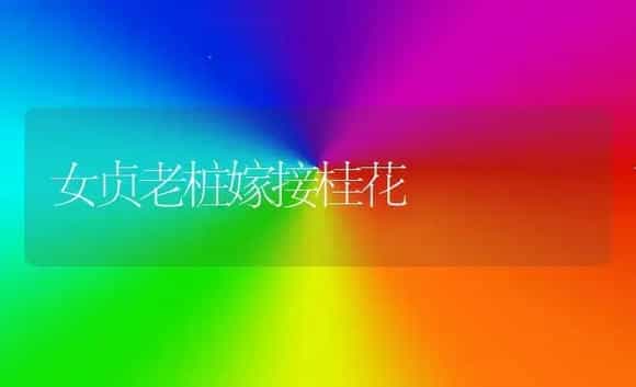 女贞老桩嫁接桂花 | 植物科普