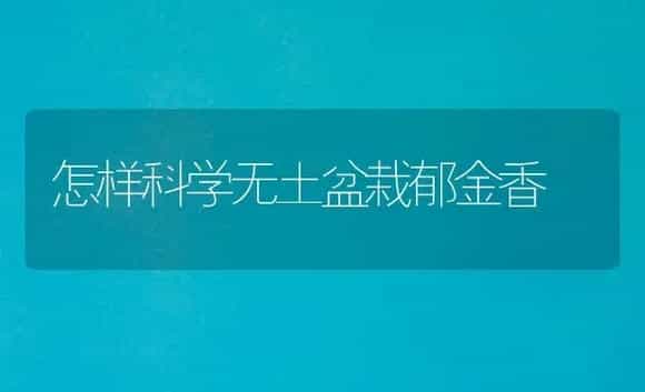 怎样科学无土盆栽郁金香 | 植物科普