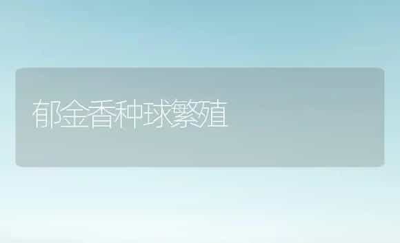 郁金香种球繁殖 | 植物科普