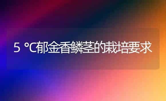 5℃郁金香鳞茎的栽培要求 | 植物科普