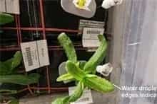 菊花绽放外太空