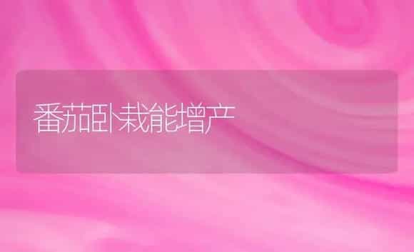 番茄卧栽能增产 | 植物科普