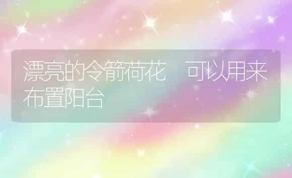 漂亮的令箭荷花 可以用来布置阳台 | 植物科普