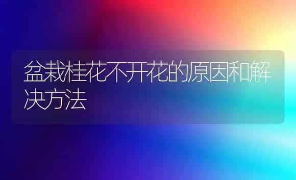 盆栽桂花不开花的原因和解决方法 | 植物科普