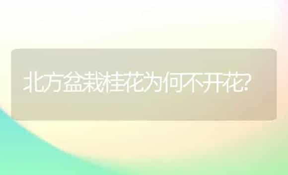 北方盆栽桂花为何不开花? | 植物科普