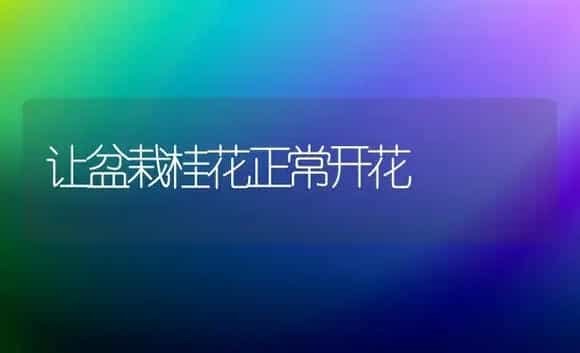 让盆栽桂花正常开花 | 植物科普