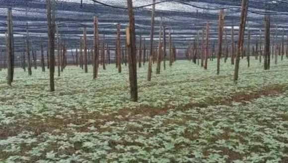 重楼种植条件 重楼人工种植方法