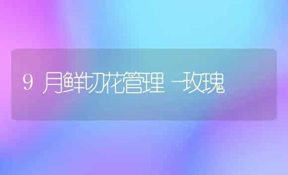 9月鲜切花管理―玫瑰 | 植物科普