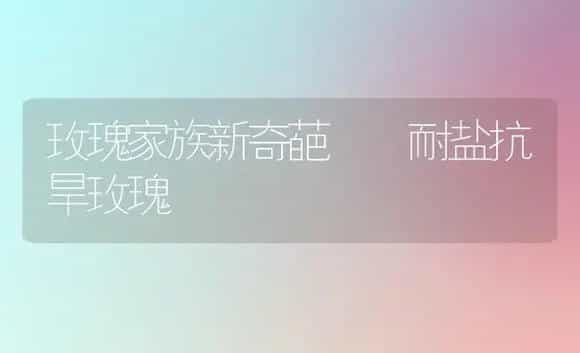 玫瑰家族新奇葩――耐盐抗旱玫瑰 | 植物科普