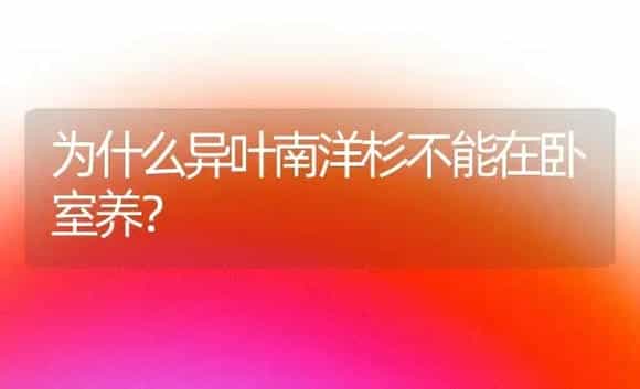 为什么异叶南洋杉不能在卧室养？ | 植物问答