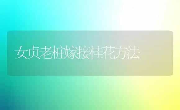 女贞老桩嫁接桂花方法 | 植物科普