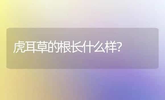 虎耳草的根长什么样？ | 植物问答