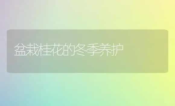 盆栽桂花的冬季养护 | 植物科普