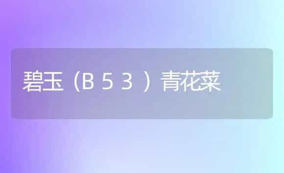 碧玉（B53）青花菜 | 植物科普