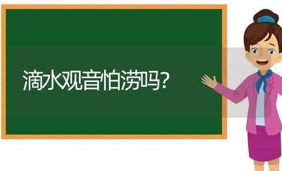 滴水观音怕涝吗？ | 植物问答
