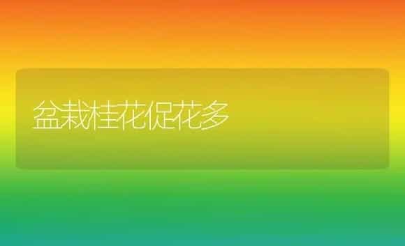 盆栽桂花促花多 | 植物科普