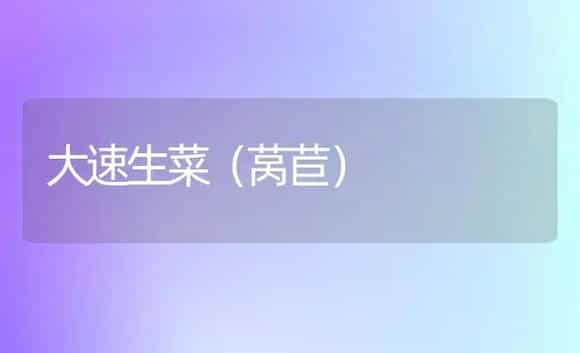 大速生菜（莴苣） | 植物科普