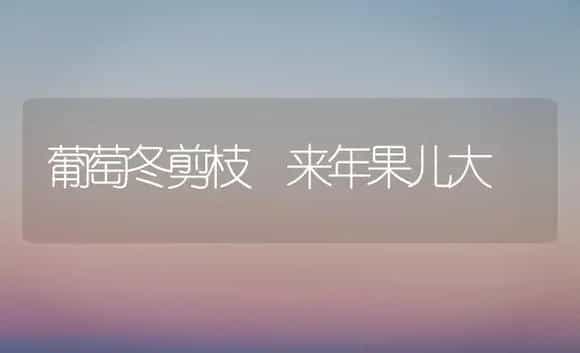 中国农业科学院郑州果树研究所-大樱桃品种简介 | 植物科普