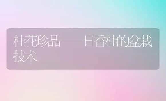 桂花珍品——日香桂的盆栽技术 | 植物科普