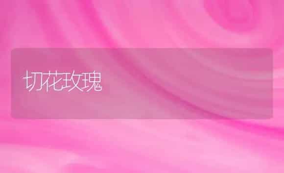 切花玫瑰 | 植物科普