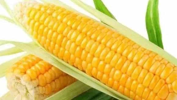 南方玉米种植技术,需科学播种,合理种植