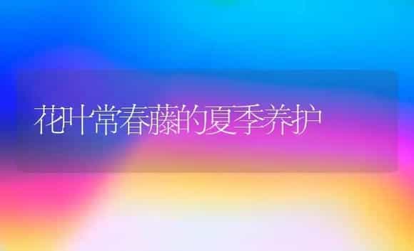 花叶常春藤的夏季养护 | 植物科普