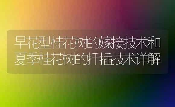 早花型桂花树的嫁接技术和夏季桂花树的扦插技术详解 | 植物科普