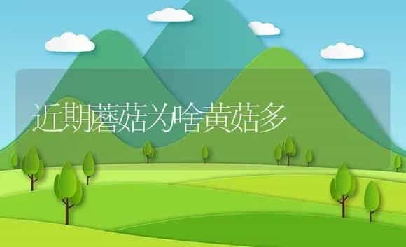 近期蘑菇为啥黄菇多 | 植物资料