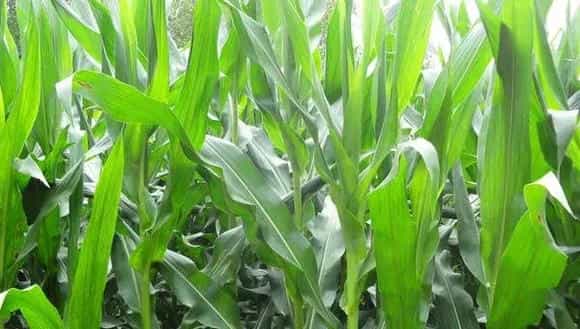 2018种玉米赚钱吗?玉米种植的利润与投资成本及前景预测