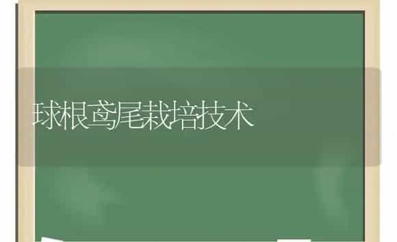 球根鸢尾栽培技术 | 植物科普