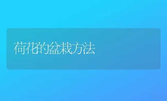 荷花的盆栽方法 | 植物科普