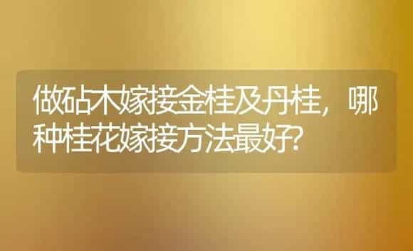 做砧木嫁接金桂及丹桂，哪种桂花嫁接方法最好? | 植物科普