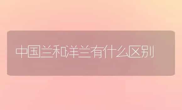 中国兰和洋兰有什么区别 | 植物科普