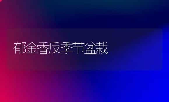 郁金香反季节盆栽 | 植物科普
