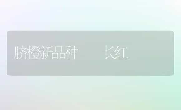 脐橙新品种――长红 | 植物科普