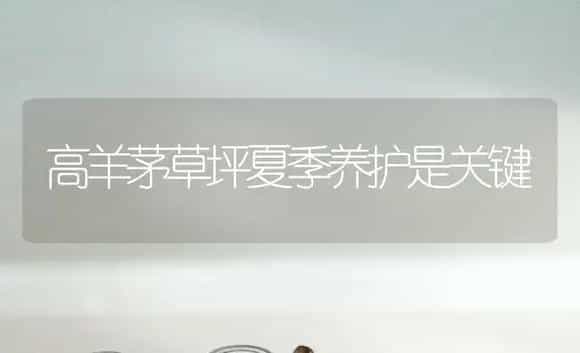 高羊茅草坪夏季养护是关键 | 植物科普