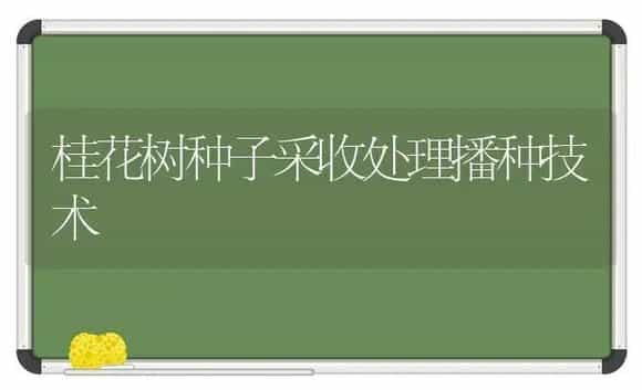 桂花树种子采收处理播种技术 | 植物科普