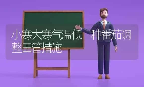 小寒大寒气温低 种番茄调整田管措施 | 植物科普