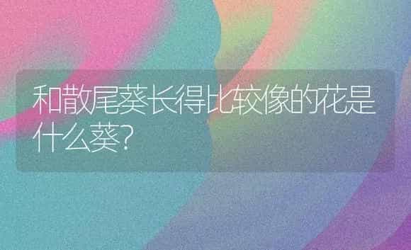 和散尾葵长得比较像的花是什么葵？ | 植物问答