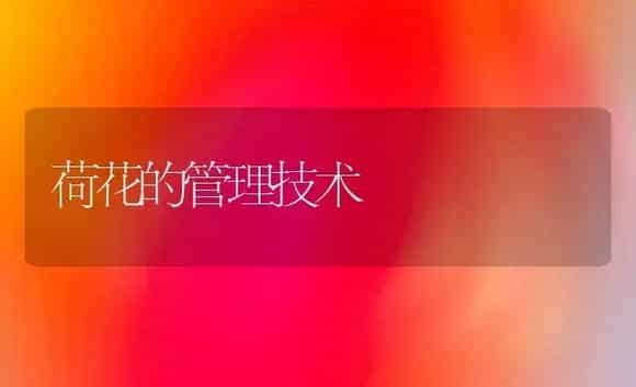 荷花的管理技术 | 植物科普