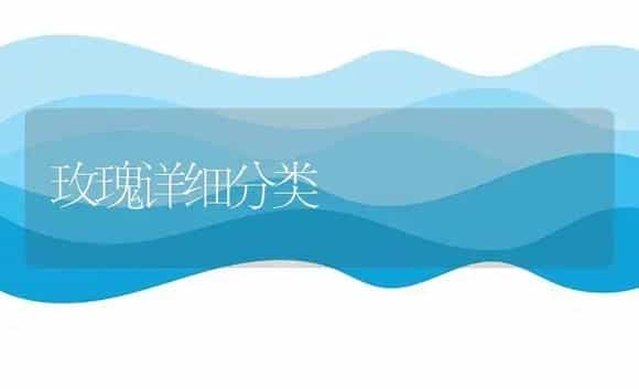 玫瑰详细分类 | 植物科普
