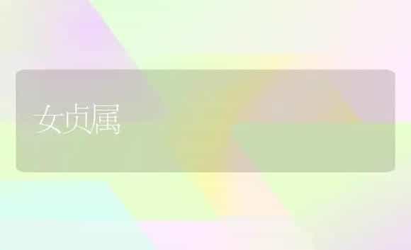女贞属 | 植物科普